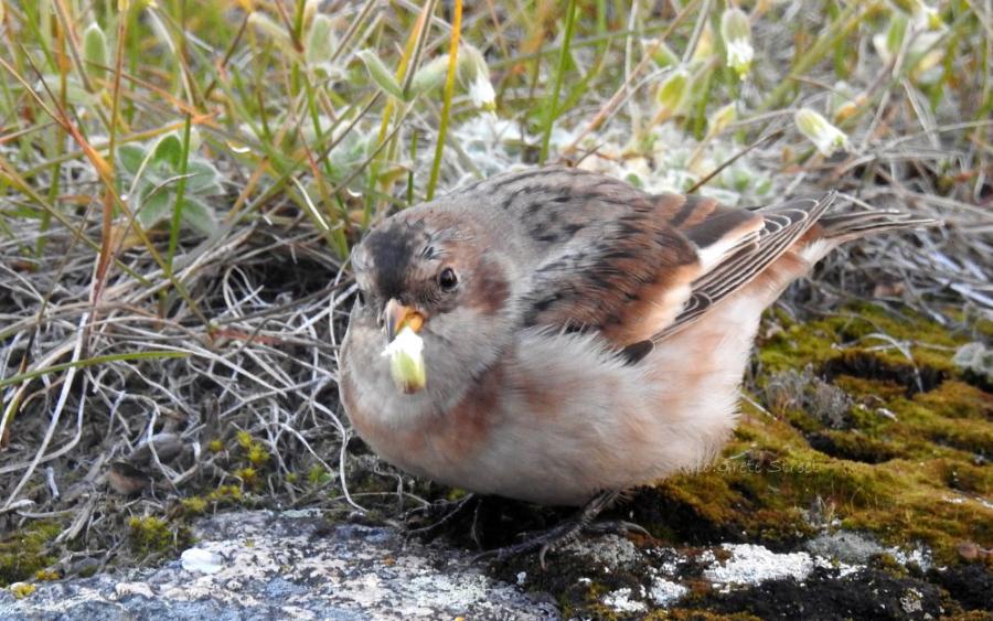 Timmiaarannguaq naasortortoq