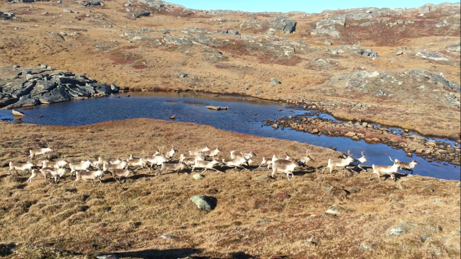Rensdyr ved Qassimiut