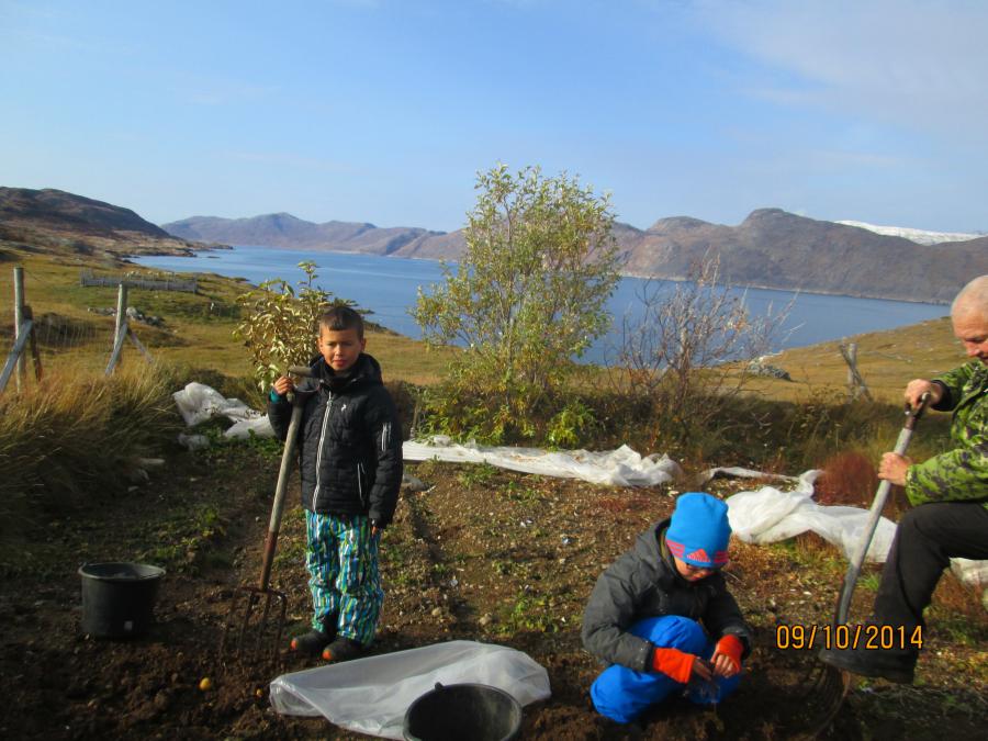 Kartoflinik Tatsip Kitaata Ataani piiaaneq okt.2014 ernutallu