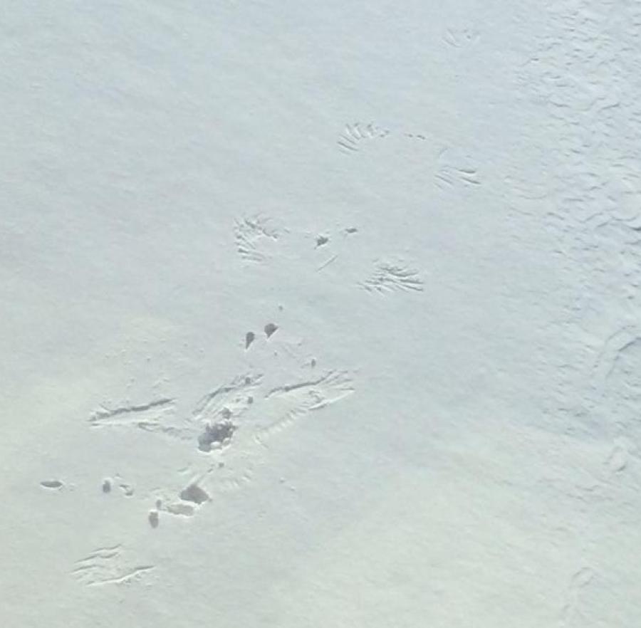 tulugaq turbolens