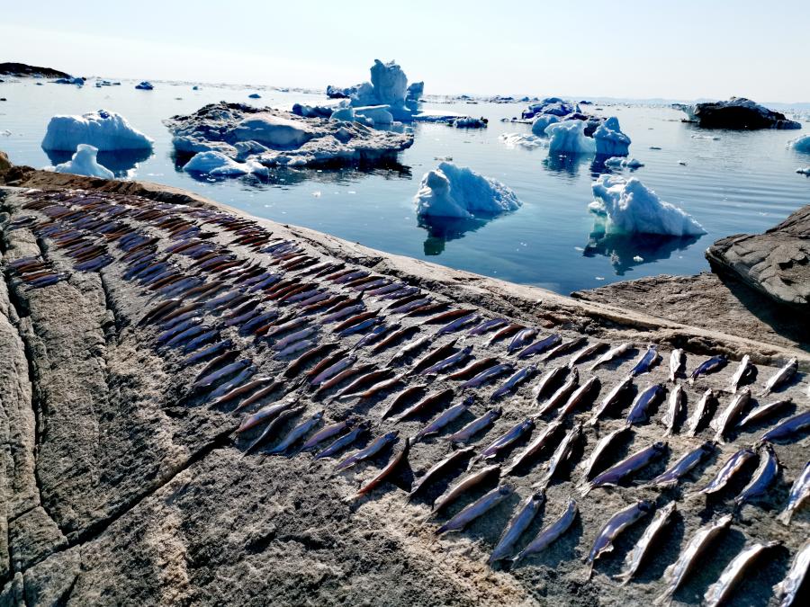 Ammasætter (lodder) lagt til tørre på klippen, Ilulissat 5. juni 2019