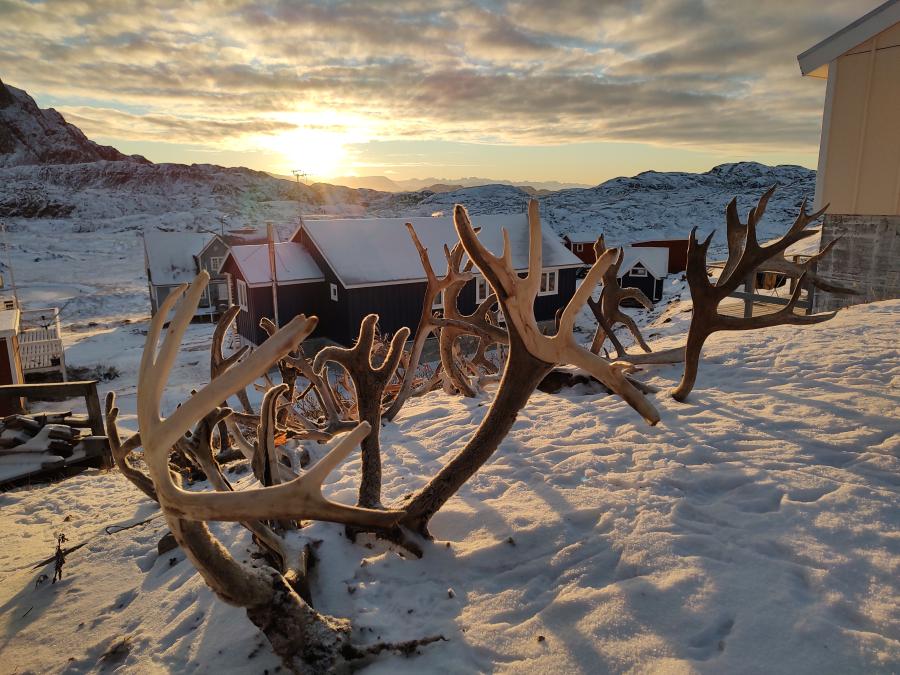 Rensdyrgevirer. Sisimiut, 8. november 2021