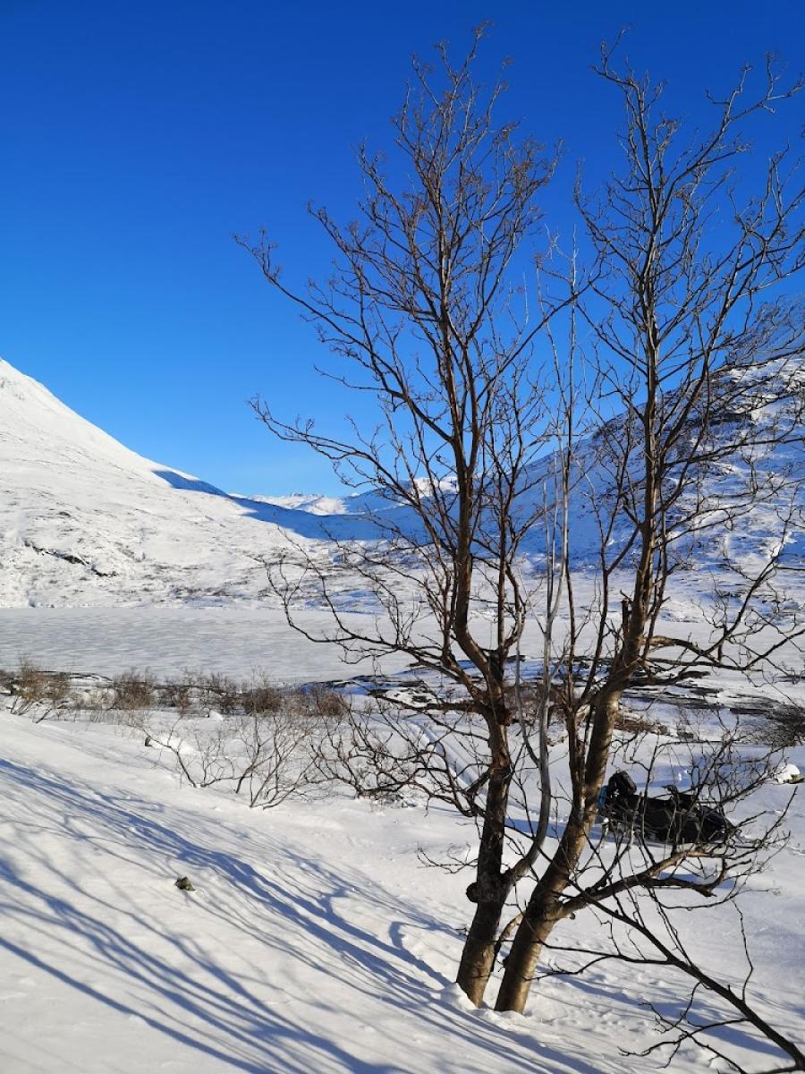 Grønlandsk røn, napaartoq, ca. 6-7 meter. Amitsuarsuk, Qorlortorsuaq, 20. februar 2022 - http://asimi.gl/da/leksikon/gr%C3%B8nlands-planter/tr%C3%A6er-og-buske/item/ron-gronlandsk