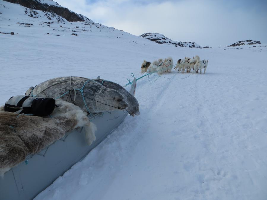 Nyfangne sæler, Ilulissat 5. marts 2017