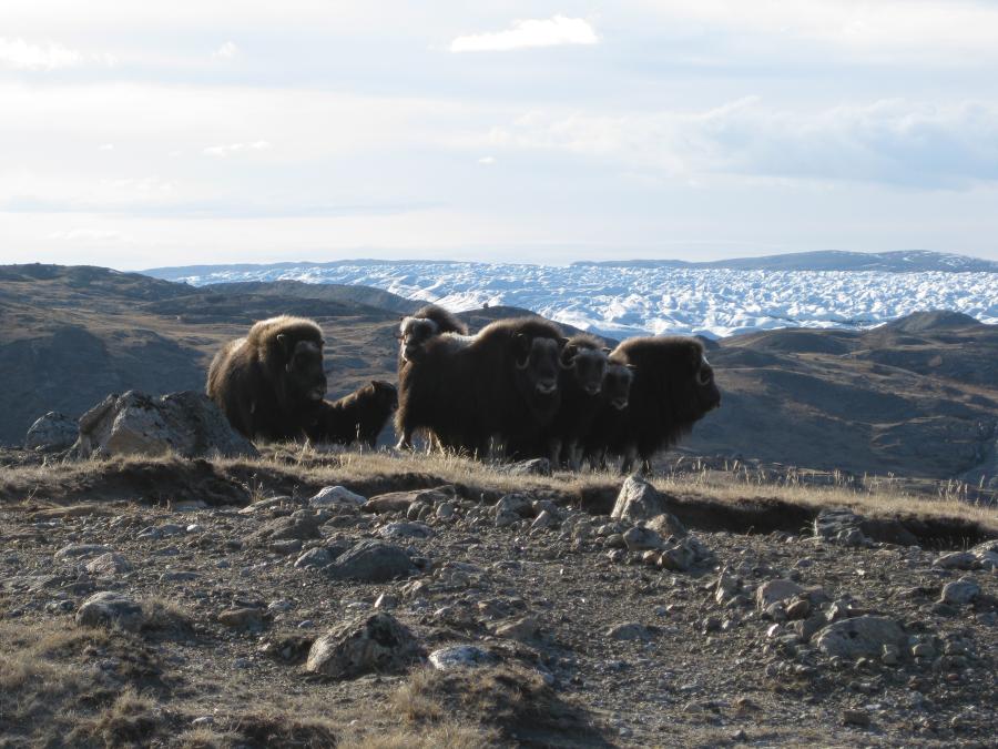 Moskuskøer ved Kangerlussuaq