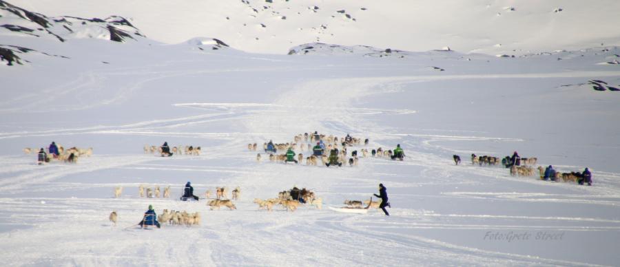 Hundeslædeløb hos herrerne. Ilulissat, 7. april 2021