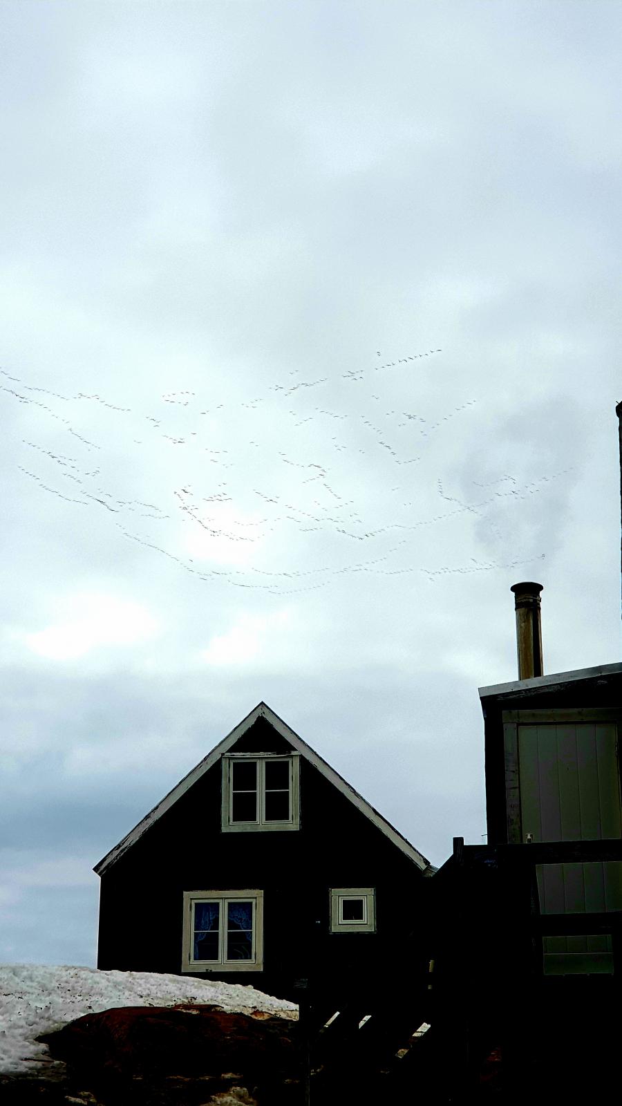 Gæssene trækker nordpå. Tasiilaq, 30. maj 2022
