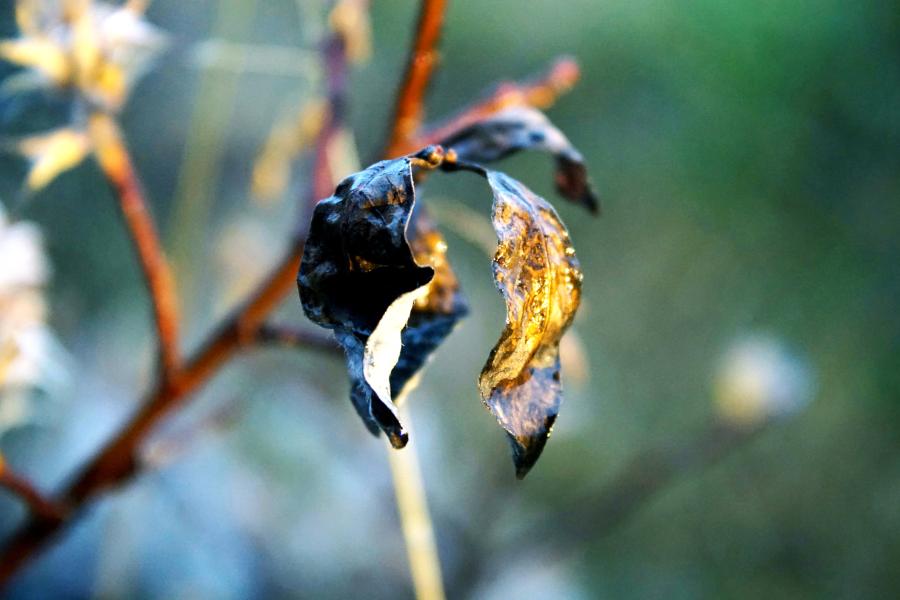 #nuna qerinnarsisoq panigalu nittaannginnerani assiliivugut sony a6000