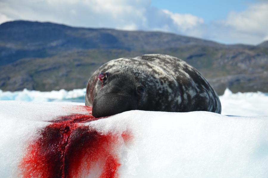 Natsersuaq