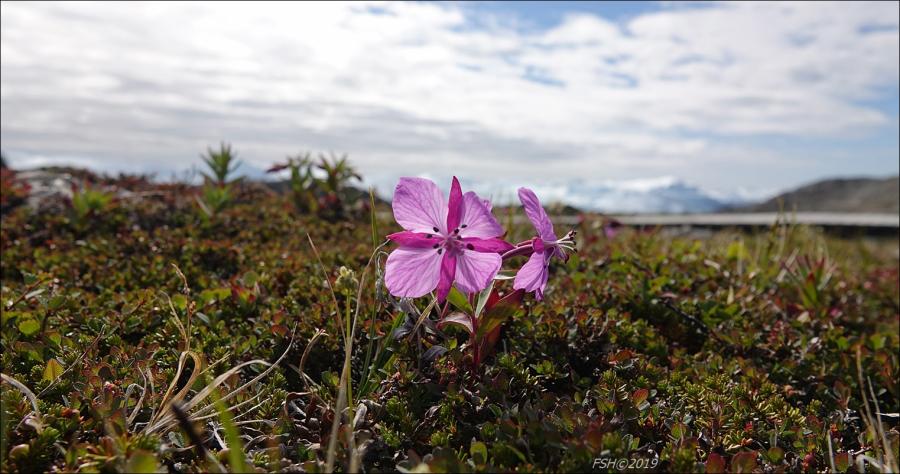 Niviarsiaq, Sermermiut
