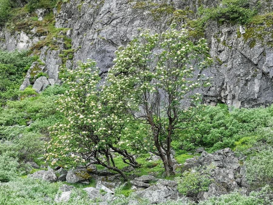 Napaartoq/Grønlandsk røn. Qorlortorsuaq, sommeren 2020