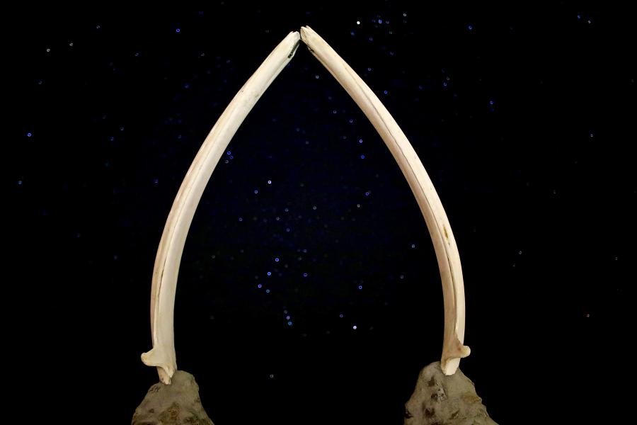 Saarngit