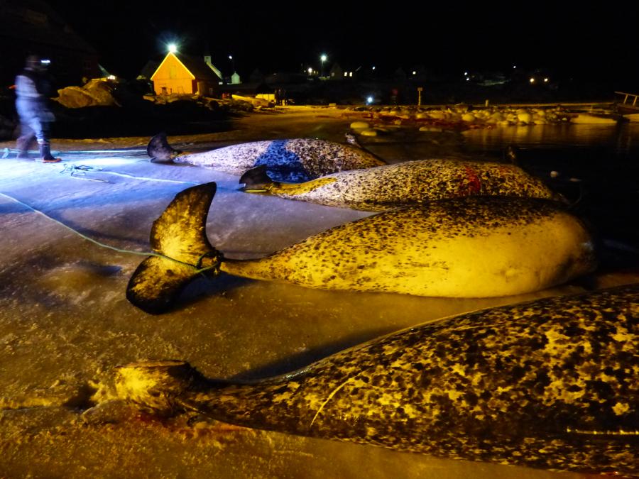 Sjælden fangst i Saqqaq, 15. november 2018
