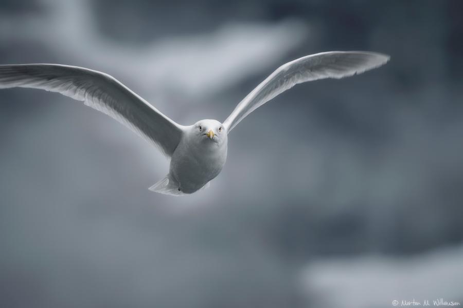 Naajaq nuuk kangerluani