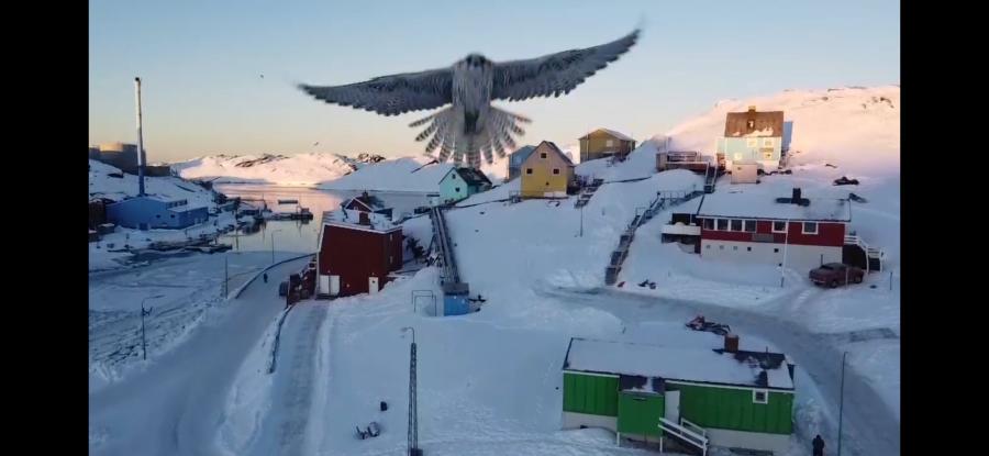 En vandrefalk dukkede pludseligt op foran dronen. Paamiut, 16. februar 2021
