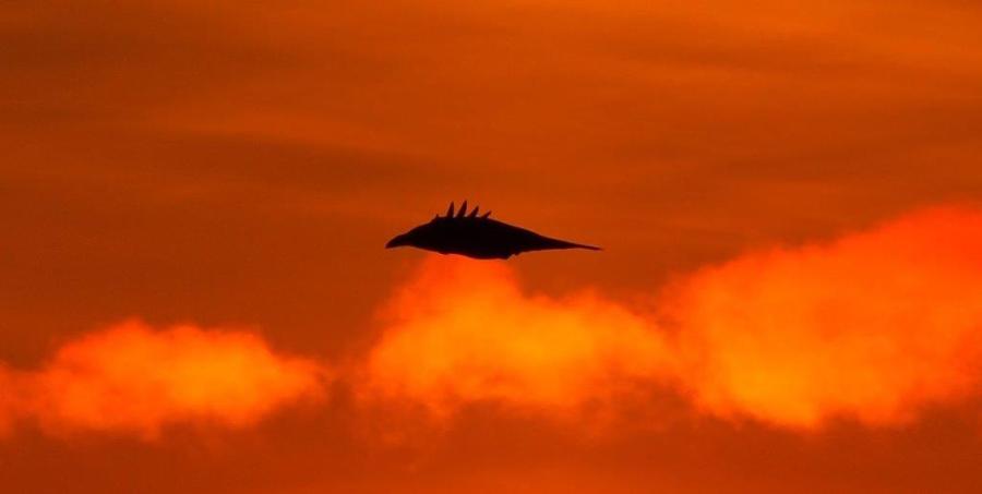 Ravn