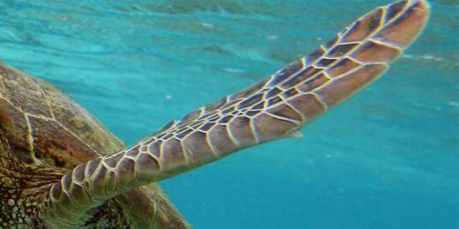 Alternative text test SC turtle