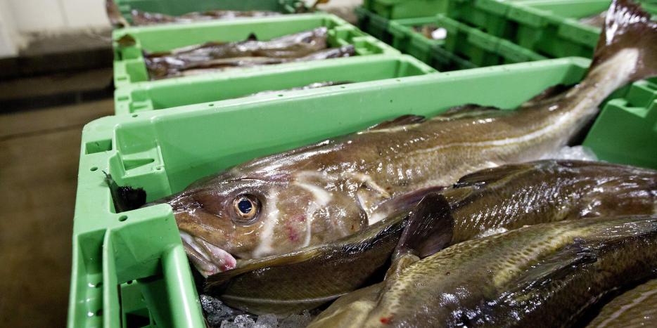 fisk, fiskere, 