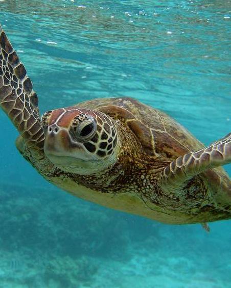 Alternative text test SC turtle
