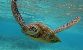 Alternative text test SC turtle