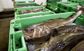 fisk, fiskere, 